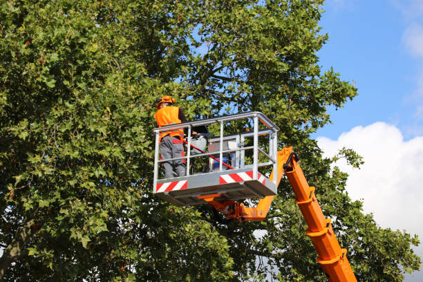 Professional Tree Removal in Washington, UT