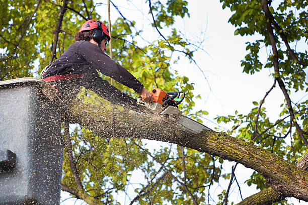 How Our Tree Care Process Works  in  Washington, UT